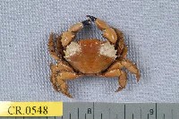 藏品(灰青鄰扇蟹)的圖片